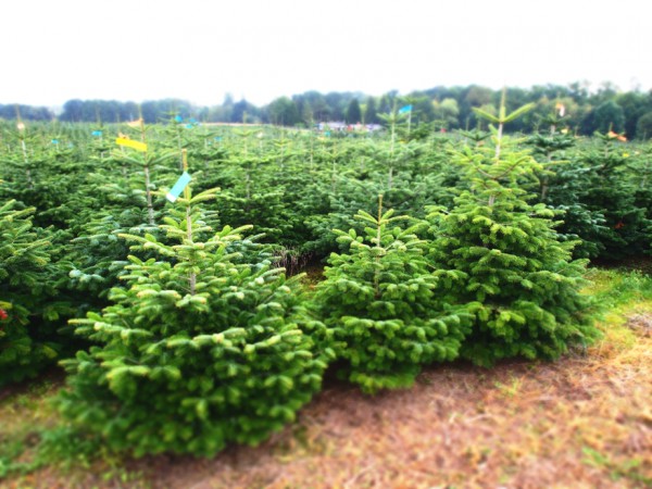 123tannenbaum-weihnachtsbaum-plantage-2015-6_600x600