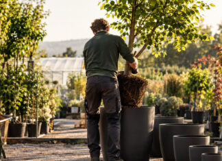 Gründer setzt einen wachsenden Jungbaum in einen größeren Kübel um, weitere Töpfe stehen bereit
