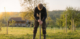 Person von hinten setzt auf einer Streuobstwiese einen Pfosten in den Boden, im warmen Morgenlicht.