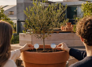Zwei Personen stecken Metallmarken neben einen jungen Olivenbaum im Topf auf einer Dachterrasse.