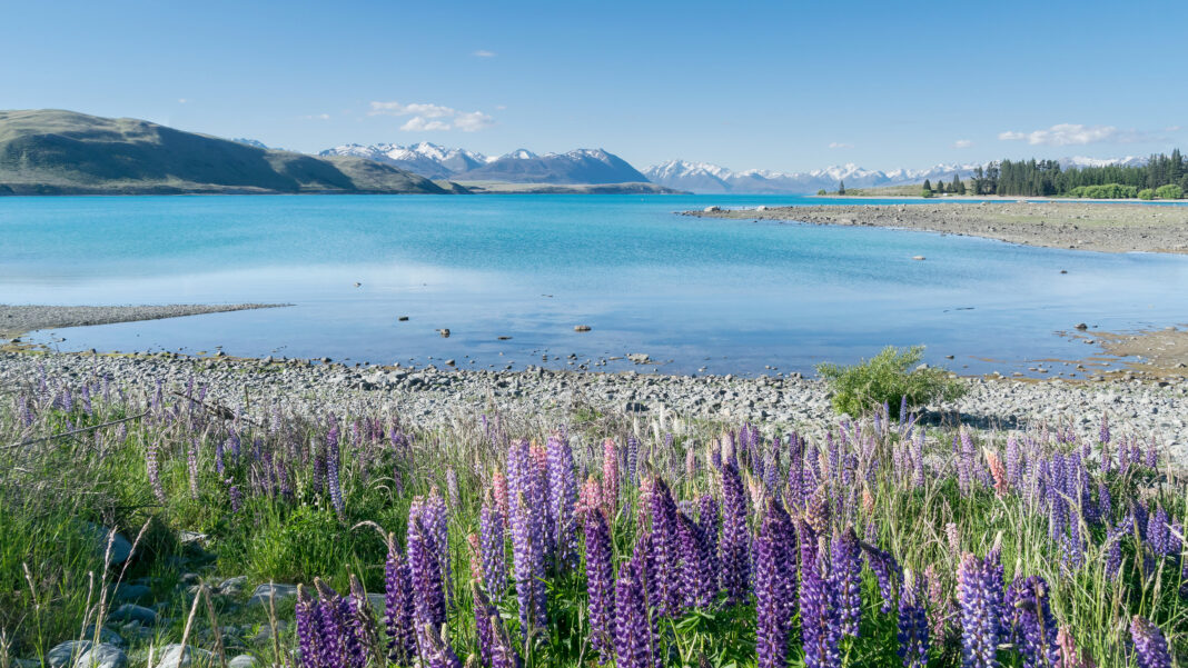 Türkisblauer Lake Tekapo mit blühenden Lupinen und den Südalpen am Horizont