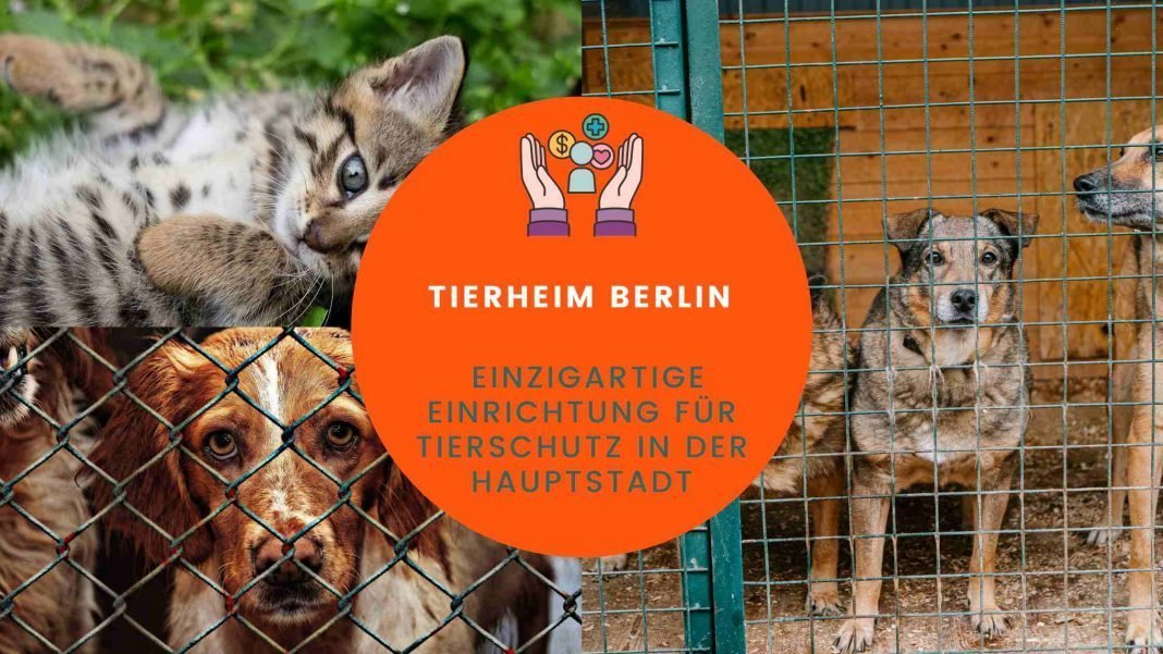 Einzigartige Einrichtung für Tierschutz in der Hauptstadt