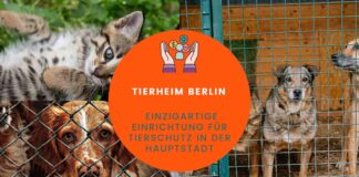 Einzigartige Einrichtung für Tierschutz in der Hauptstadt