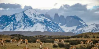 auswanderung-chile_4