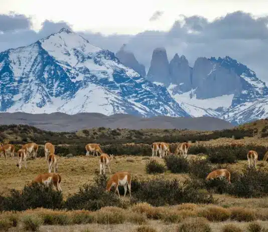 auswanderung-chile_4