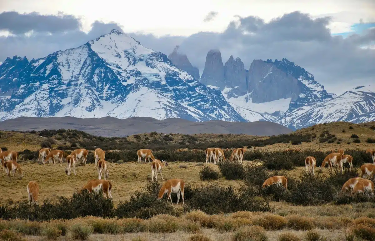 auswanderung-chile_4
