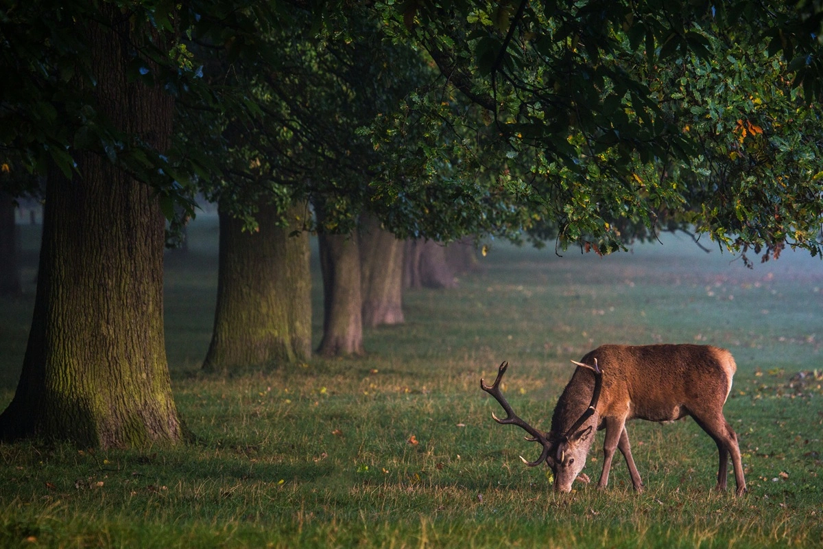 england-auswandern_1