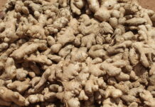 Grosser Haufen frisch geernteter Ingwerknollen mit heller, knorriger Schale