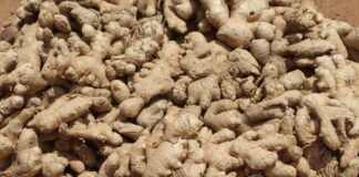 Grosser Haufen frisch geernteter Ingwerknollen mit heller, knorriger Schale