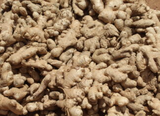 Grosser Haufen frisch geernteter Ingwerknollen mit heller, knorriger Schale