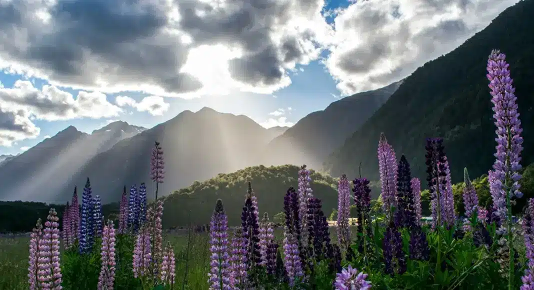 neuseeland