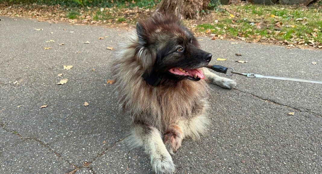 Senani: Hund Charley mit Tracker-Prototyp