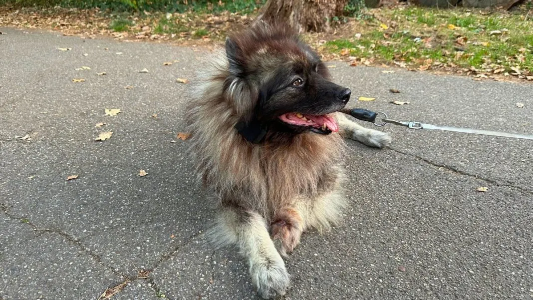 Hund Charley, ein grauer Wolfsspitz, liegt auf einem Weg im Herbstlaub und trägt den Senani-Tracker der dritten Generation