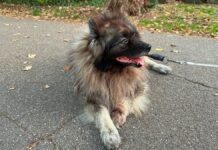 Hund Charley, ein grauer Wolfsspitz, liegt auf einem Weg im Herbstlaub und trägt den Senani-Tracker der dritten Generation