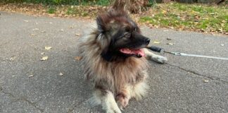 Hund Charley, ein grauer Wolfsspitz, liegt auf einem Weg im Herbstlaub und trägt den Senani-Tracker der dritten Generation
