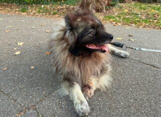Hund Charley, ein grauer Wolfsspitz, liegt auf einem Weg im Herbstlaub und trägt den Senani-Tracker der dritten Generation