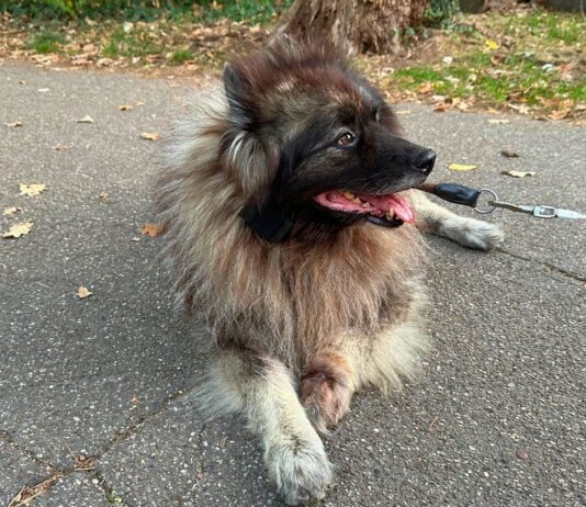 Hund Charley, ein grauer Wolfsspitz, liegt auf einem Weg im Herbstlaub und trägt den Senani-Tracker der dritten Generation
