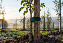 Venture Capital: Wie Risikokapital für Startups funktioniert Ein frisch gepflanzter Obstbaum-Setzling ist mit breitem Band an einen hohen Eichenpfahl gebunden, die Erde ringsum noch feucht aufgeworfen, kaltes Morgenlicht auf dem rauen Pfahl